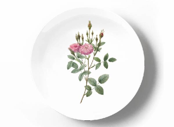Decorative plate Pierre-Joseph Redouté Rosa_Pomponiana_Muscosa