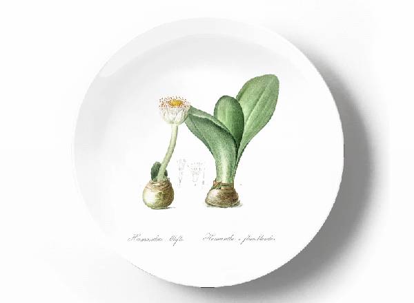 Decorative plate Pierre-Joseph Redouté Massonia angustifolia