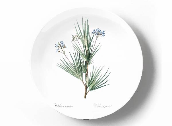 Decorative plate Pierre-Joseph Redouté Witsenia Corymbosa
