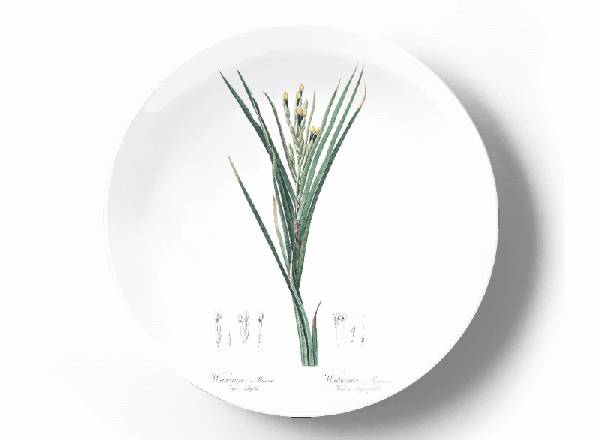 Decorative plate Pierre-Joseph Redouté Witsenia maura