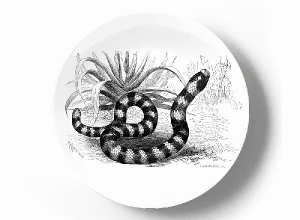 Decorative plate Karl Gustav Jahrmargt Anilius scytale